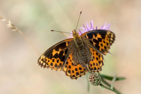 Aberration, argynnis lathonia, issoria lathonia, small mother-of-pearl butterfly, queen of Spain