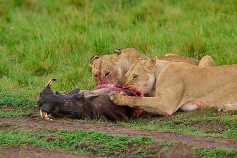 A pair of lions feeding on their prey, blood visible, grass in the background, warthog