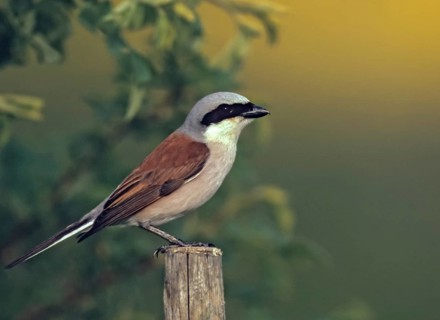 Lanius Collurio, red-backed shrike, redback shrike, birds, male, passeri, songbirds, songbirds,