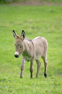 Pygmy donkey (Equus asinus asinus), Münster, North Rhine-Westphalia, Germany