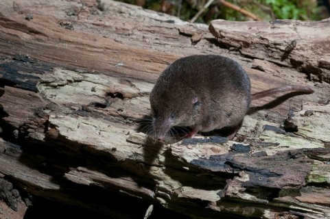 Common shrew, insectivora, insectivora, sorex araneus, wood shrew, mammals, shrew, mammals