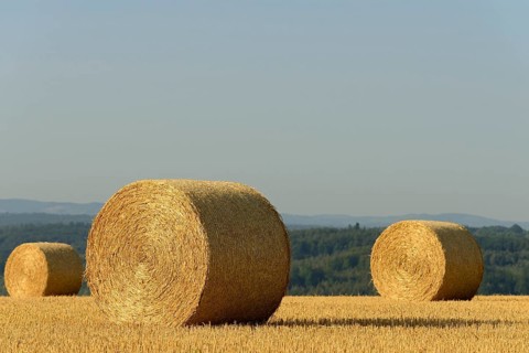 Grain field, stubble field with round straw bales, blue sky, North Rhine-Westphalia, Germany