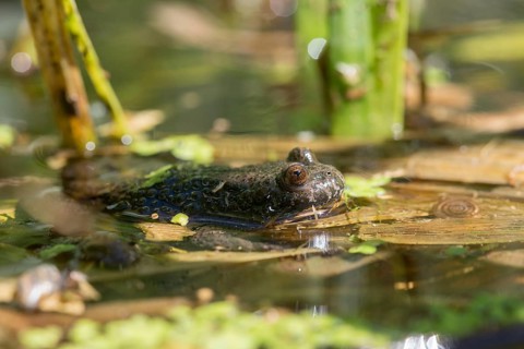 Bombina bombina, fire-bellied toad, red-bellied toad, lowland toad, amphibians, amphibians,