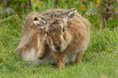European brown hare (Lepus europaeus) adult animal in grassland, England, United Kingdom