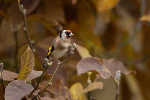 European goldfinch (Carduelis carduelis) adult garden bird in a magnolia tree with autumn colour