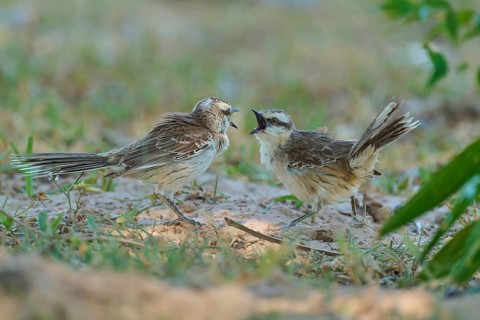 Two birds stand facing each other, engaged in conversation. Their plumage appears ruffled during