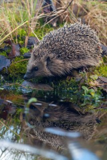 Erinaceus europaeus, hedgehog, insectivora, insectivora, insectivora, high size, portrait, mammals,