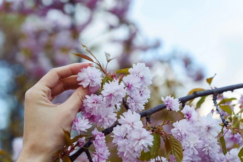Female hand holding flower on branch of blooming Japanese ornamental cherry tree (Prunus serrulata)