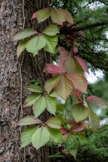 Wild Vine (Perthenocissus quinquefolium) on a spruce tree, Emsland, Lower Saxony, Germany