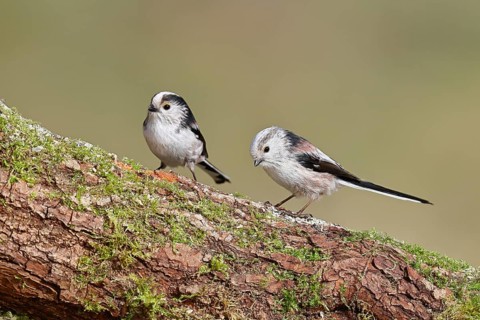 Long-tailed Tit (Aegithalos caudatus), perched on a moss-covered branch, pair, Wilnsdorf, North