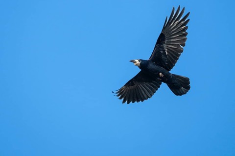 Rook (Corvus frugilegus) in flight, Dümmer, Lembruch, Lower Saxony, Germany