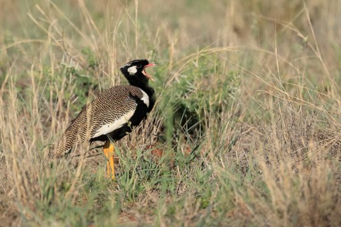 White-winged Bustard (Afrotis afraoides), adult, male, calling, courtship display, Mokala National
