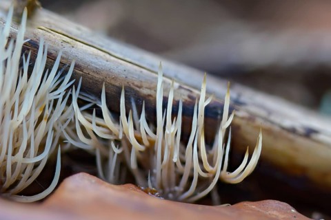 Angel hair coral, bristle coral, pterula multifida, strong creeping bristle coral, smelly bristle