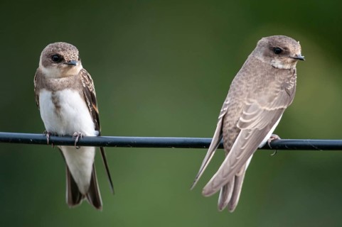 Bank Swallow, Riparia Riparia, Sand Martin, Swallow, Bank Swallow, Birds, Passeri, Songbirds, Birds