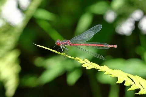 Large red damselfly (Pyrrhosoma nymphula), on a leaf by a pond in a garden, looking towards the