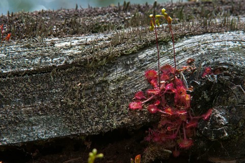 Brosswort, Bullwort, Drosera Rotundifolia, Droseraceae, Lord Spoon, Sky Spoon, Sky Dew, Round Leaf