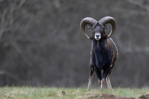 Mouflon, muffle, mouffle game in the Eifel, Rhineland-Palatinate, Germany