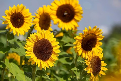 Sunflower field in the Palatinate