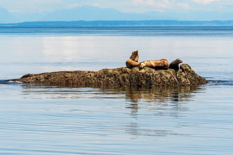 Steller Sea Lions, (Eumetopias jubatus), Salish Sea, British Columbia, Canada, Pacific
