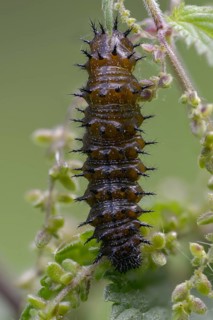 Admiral, nettle, large stinging nettle, red admiral, urtica dioica, urticaceae, Vanessa Atalanta,