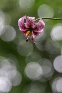 Martagon lily (Lilium martagon), Emsland, Lower Saxony, Germany