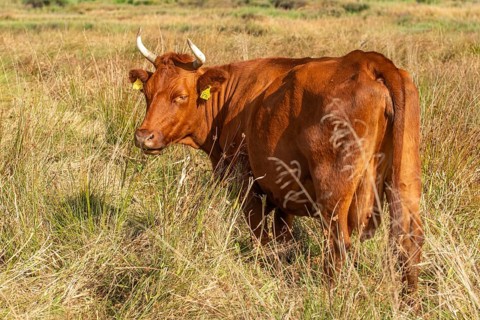Artiodactyla, Bavaria, Bos Taurus sspec.5, cattle, even-toed ungulate, Höhenvieh, Upper Palatinate,