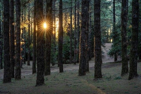 The pine forest at Área Recreativa El Pilar at sunrise with sun star. La Palma, Canary Islands,