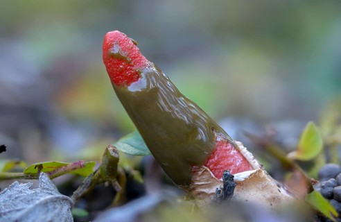 Corynites brevis, Corynites ravenelii, raspberry-red dog rod, mutinus brevis, mutinus ravenelii,