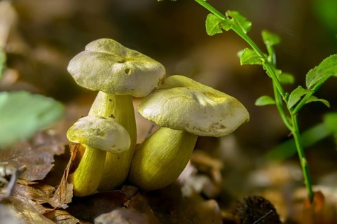 Agaricus sulphureus, gas agaric, common sulfur knight, gymnopus sulphureus, gyrophila sulphurea,