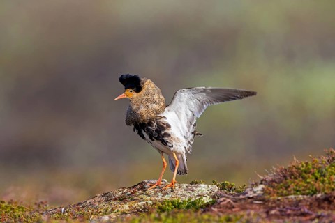 Ruff, (Philomachus pugnax), animals, birds, plumage during mating season, snipe bird, courtship,