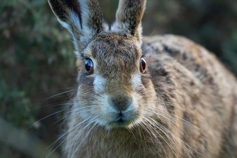 European brown hare (Lepus europaeus) adult animal head portrait, England, United Kingdom