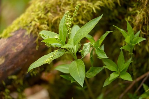 Perennial bingel herb, perennial bingel herb, dog's mercury, mercurialis perennis, mercurialis