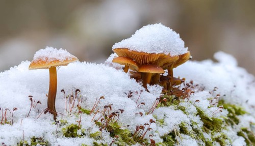 Enoki, Flammulina Velutipes, Common Velvet Foot, Velvet Foot, Winter Mushrooms, Fungus, Futu, Ice,