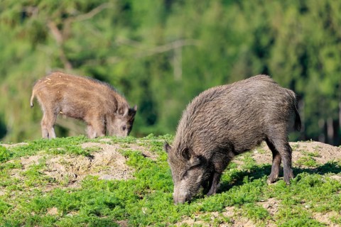 Two wild boars (Sus scrofa) search for food on a mound in a green clearing on a sunny morning.