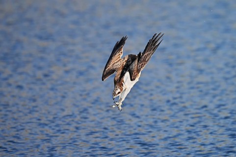 Osprey (Pandion haliaetus) in a nosedive just above the water's surface, North Rhine-Westphalia,