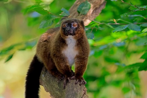 Red-bellied lemur (Eulemur rubriventer), adult male, on a tree trunk, alert, Madagascar
