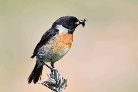 Stonechat (Saxicola rubicola), male with insects in his beak, Algarve, Portugal