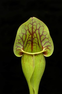 Red pitcher plant, Sarracenia purpurea, plant detail