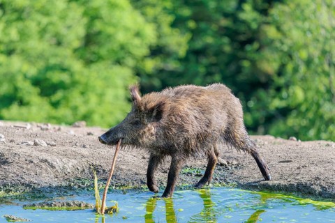 On a sunny day, a wild boar (Sus scrofa) plays with a stick in a small pond. Bavaria, Germany