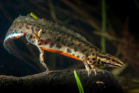 Lissotriton vulgaris meridionalis, Lissotriton vulgaris schreiberi, Schreiber's pond newt, smooth