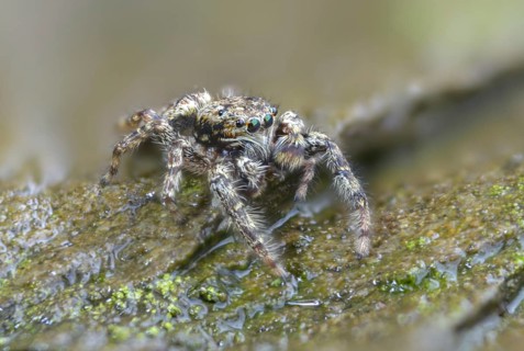 Arachnida, fencepost jumper, large bark jumping spider, marpissa muscosa, bark stretcher,
