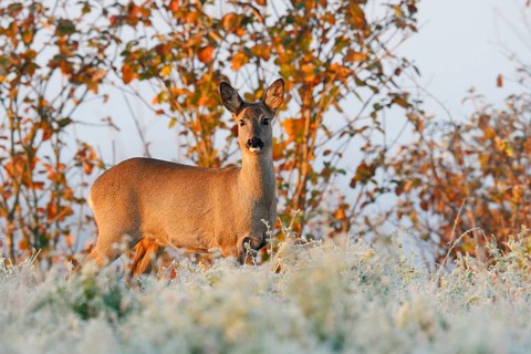 European roe deer (Capreolus capreolus), female roe deer in winter, North Rhine-Westphalia, Germany
