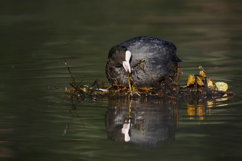 A coot (Fulica atra) building a nest, North Rhine-Westphalia, Germany