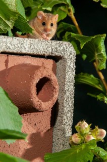 Hazel vole, Hazel dormouse, Muscardinus avellanarius, rodents, rodentia, bilche, dormice, dormouse,