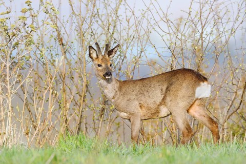 European roe deer (Capreolus capreolus), a roebuck with velvet antlers in spring, North