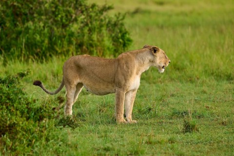 A lioness stands alert in the grasslands, surrounded by natural vegetation, lion (Panthera leo),