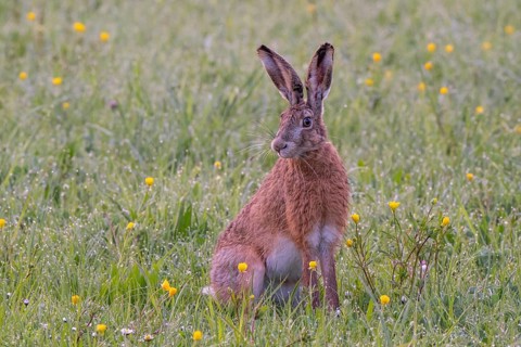 European hare (Lepus europaeus) in wet tall grass, Stuttgart, Rosensteinpark, Baden-Württemberg,