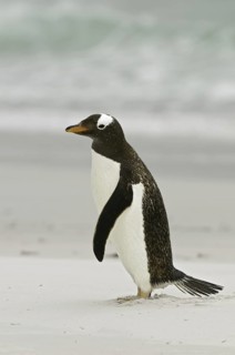 Gentoo Penguin (Pygoscelis papua), Falkland Islands