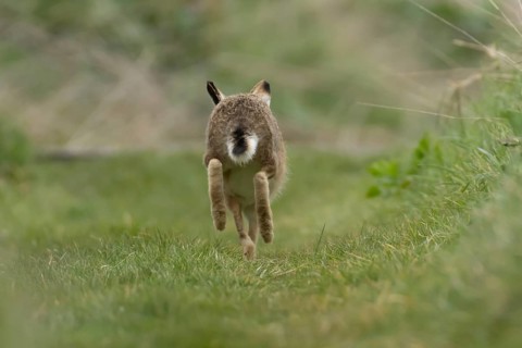 European brown hare (Lepus europaeus) adult animal running in grassland, England, United Kingdom