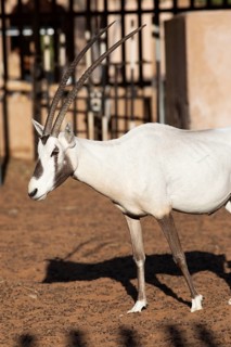 Arabian oryx (Oryx leucoryx) in the Arabian Oryx Camp, Wahiba Sands desert or Rimal Al Wahiba or